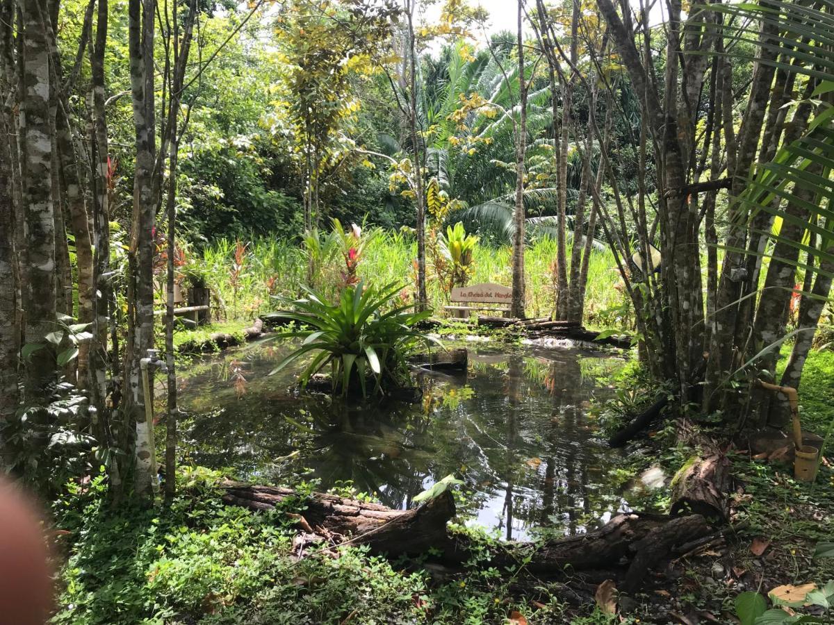 Chosa Manglar Nature Suites Puerto Jimenez Ngoại thất bức ảnh